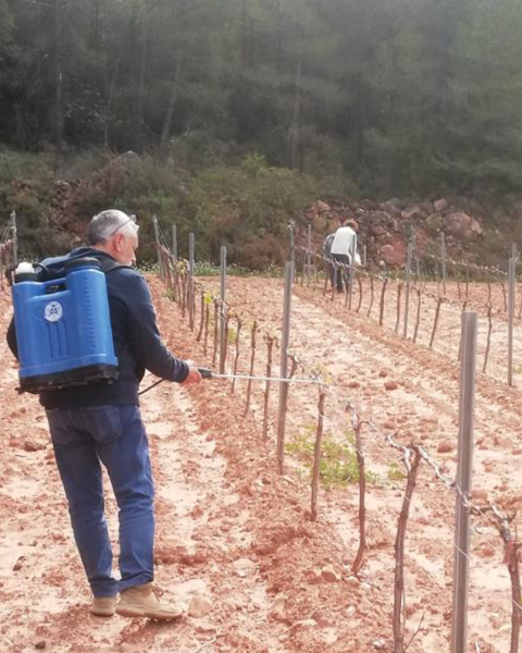 Imatge de la primera aplicació del tractament