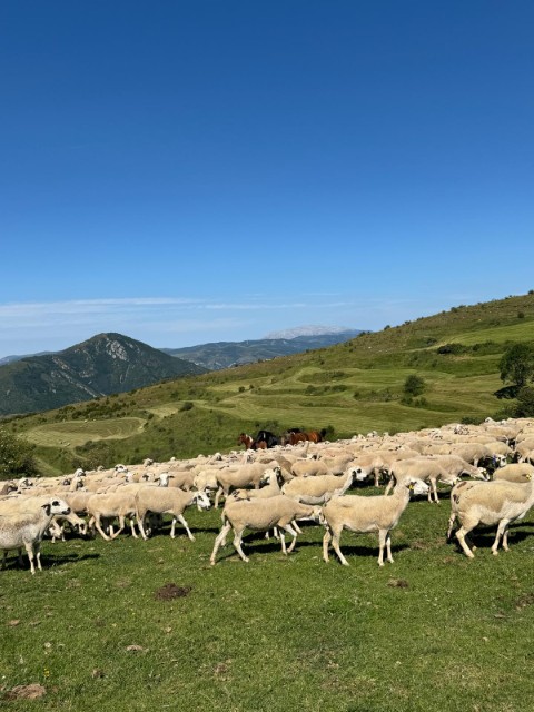Imatge d'un camp amb bestiar pasturant al Pallars Sobirà