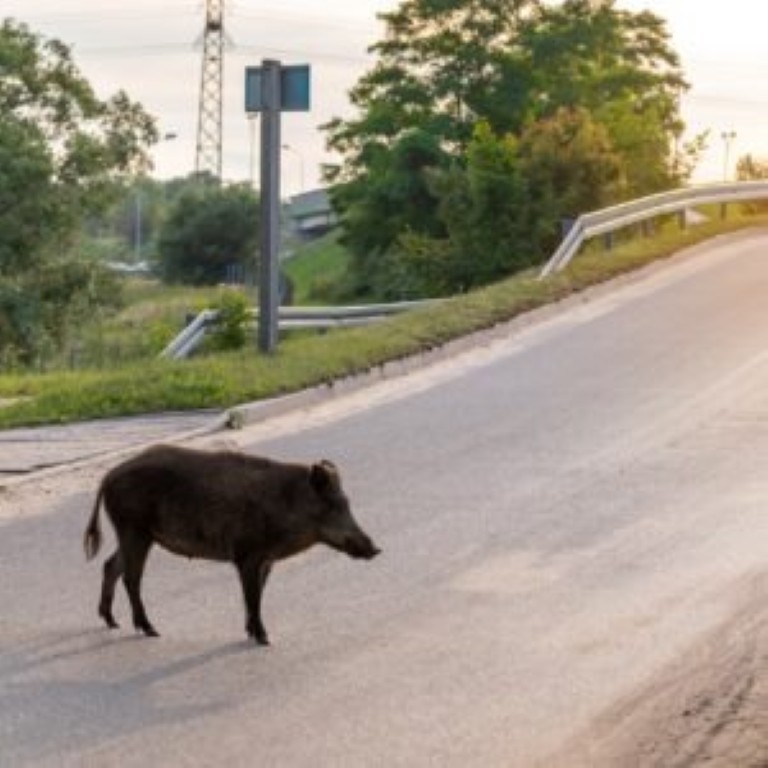 Porc senglar al mig d'una carretera